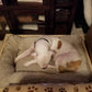 Handmade custom rustic wooden crate vintage style dog bed, pet bed, pet furniture, cat furniture, cat bed